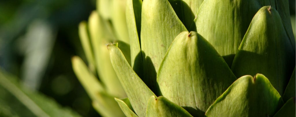 Green Globe Italian Artichoke