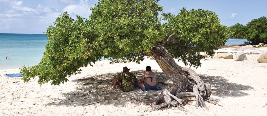 Fofoti trees on Eagle Beach, Aruba