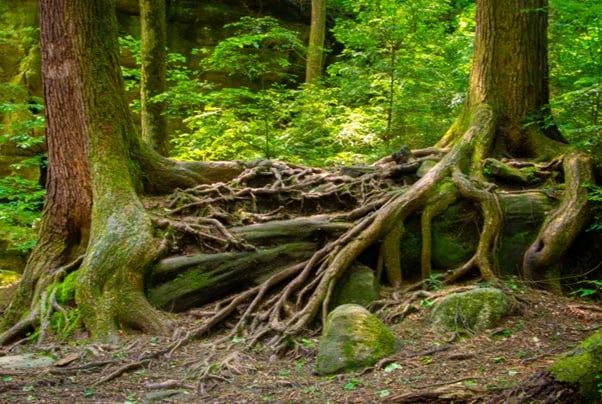 verstrengelde boomwortels