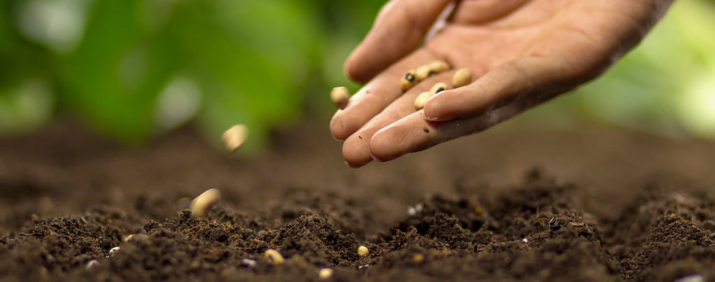 A person's hand dropping seeds into the soil