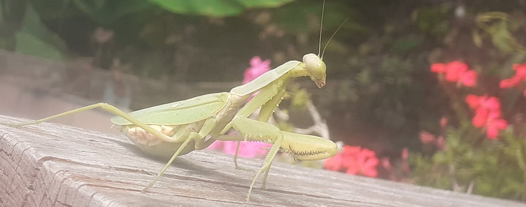 A big green praying mantis basking in the sunlight on a weathered wooden plank in Kurtovo Konare,