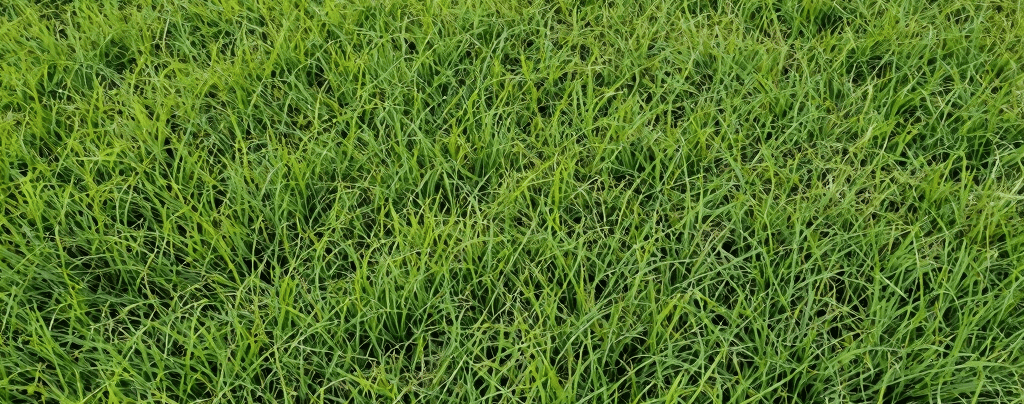 Close‑up of new lawn grass grown long enough for its first mow, showing healthy, upright blades.