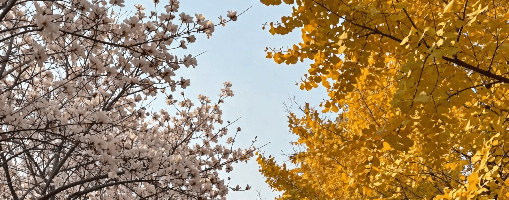 Side‑by‑side comparison of spring blossom trees and autumn trees before leaf fall, showing seasonal 