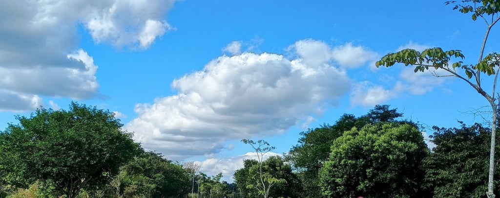 céu azul em meio a natureza