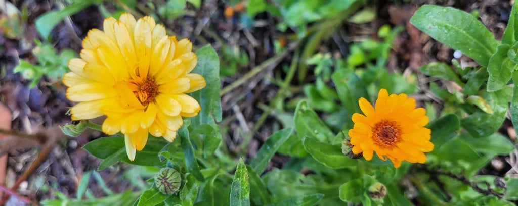 calendulas soucis oranges