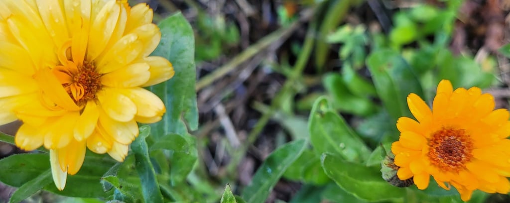 fleur de calendula ou soucis Le Chemin de la Chouette soins énergétiques Abbaretz 44