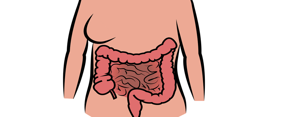 Human Intestine