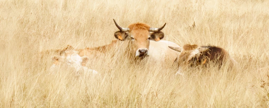 vaches Aubrac - Photo Art Grand format