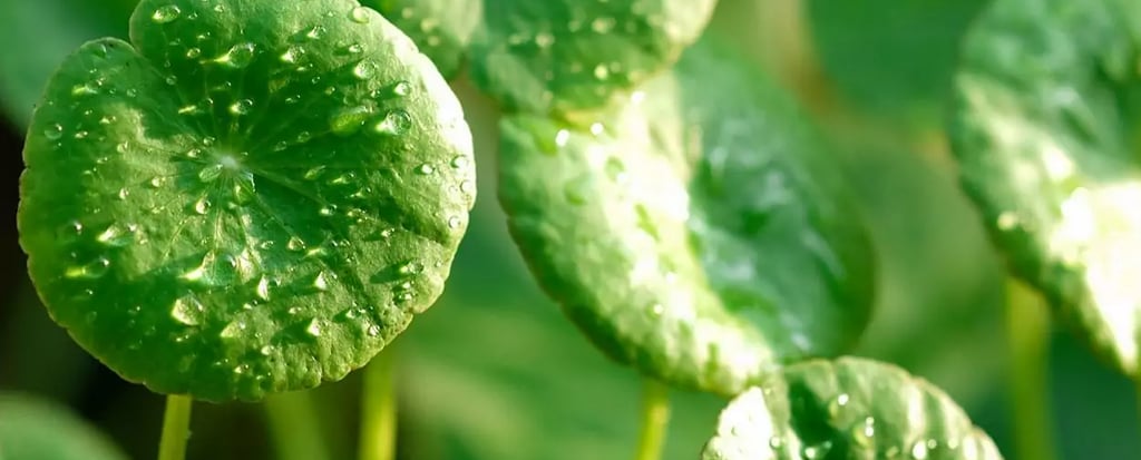 La Centella Asiatica