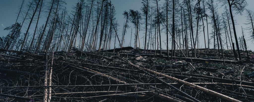 caducidad del expediente sancionador