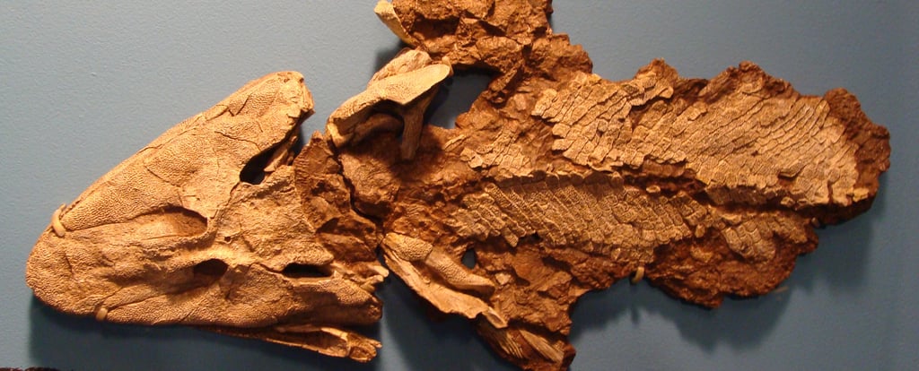 Tiktaalik roseae in the Field Museum, Chicago. By Eduard Solà , Tiktaalik - Wikipedia