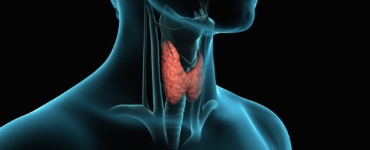 a human body with a highlighted in the upper part of the head and neck