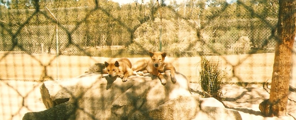 foto dos dingos no zoo em melbourne na australia