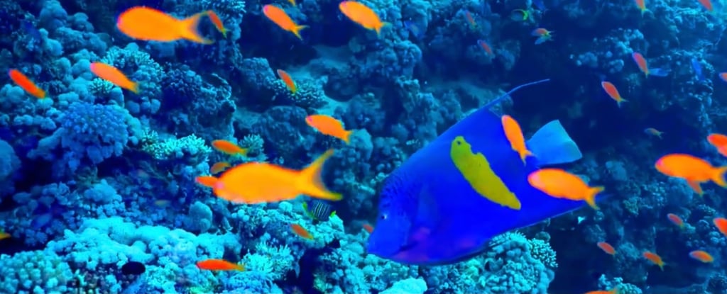 a blue fish with orange and yellow fish in the water