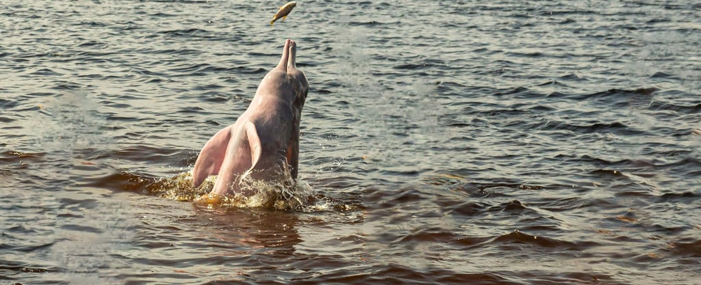 a dolphin in the water with a fish in the water