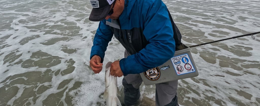 long island striped bass catch and release