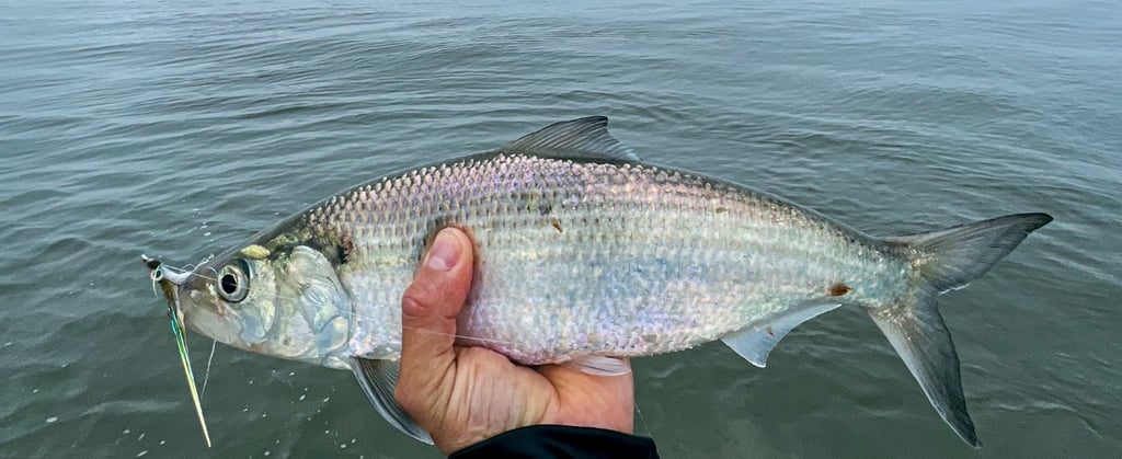 Shad!