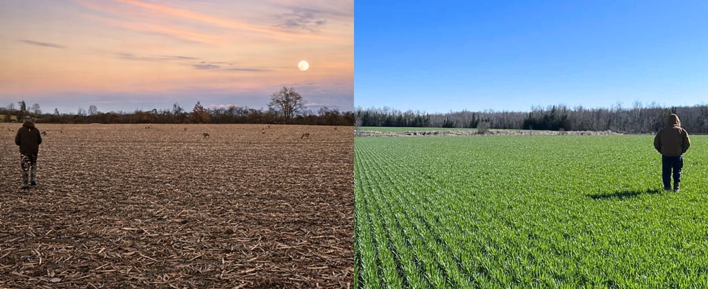 the founder walking through a corn stock field in the spring during the beginning of turkey season