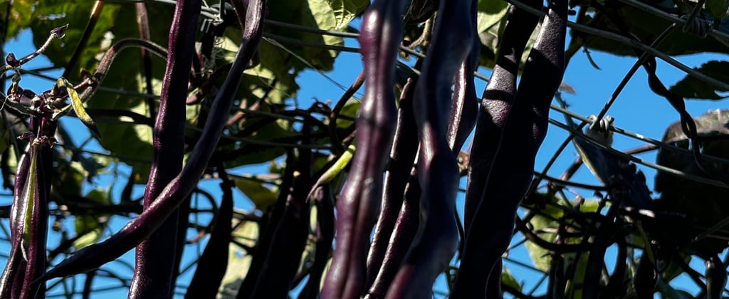 Blauhilde Climbing Beans