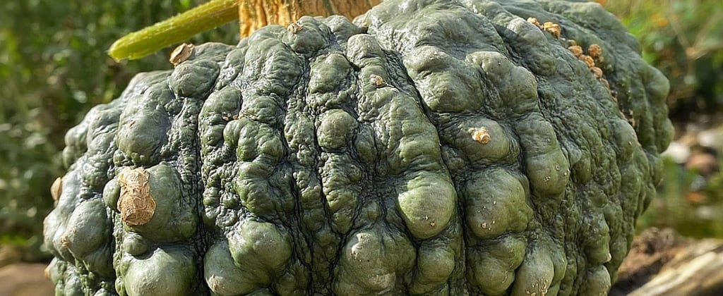 Marina di Chioggia Italian Heirloom Winter Squash