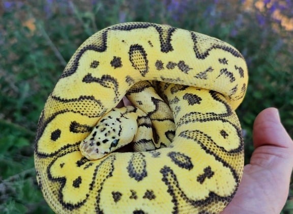 Ball Python Blog