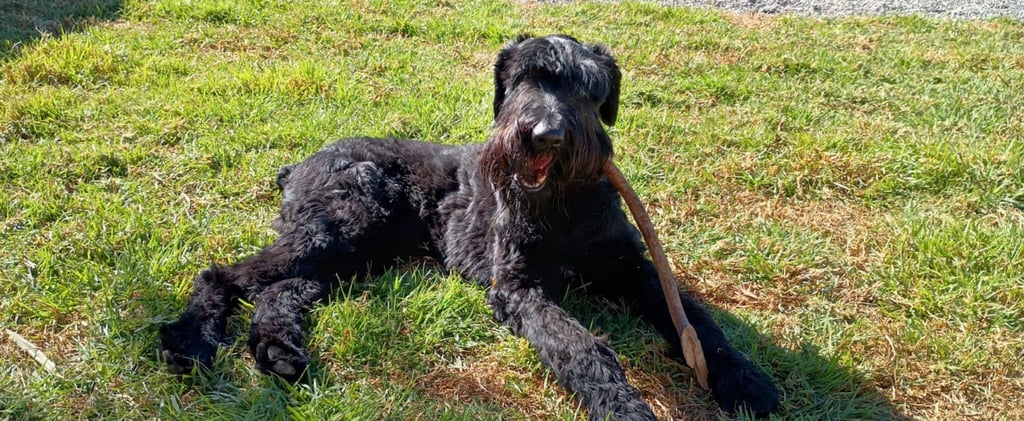 perro lanudo descansando tomando el sol jugando con un palo de madera