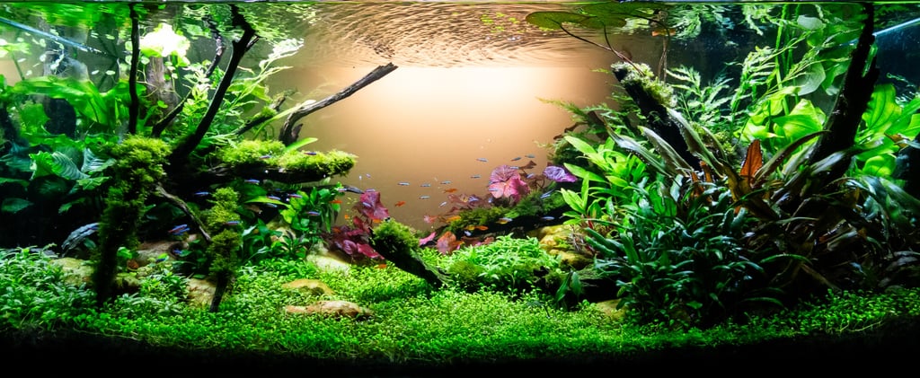 aquario plantado