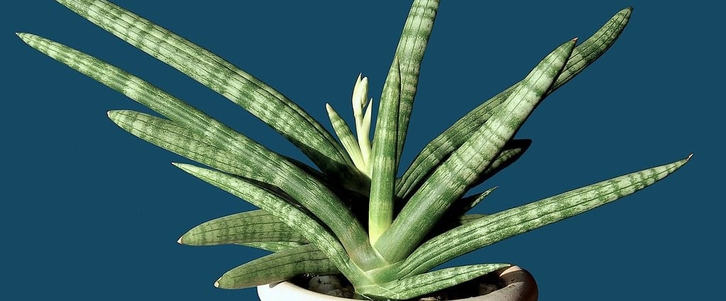 Two Sansevierias potted plant in a white vase
