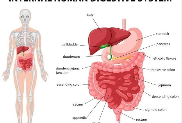 Digestive System