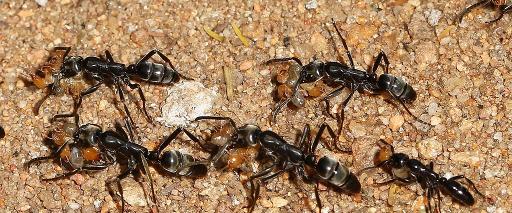 Matabele ants raiding a termite nest. Photo Judy Gallagher