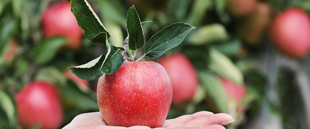 Hand holding a ripe red apple with green leaves — 100% natural Iranian food, buy Iranian organic products online.