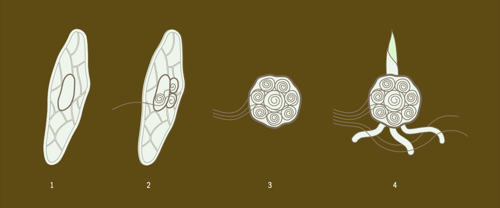 Eine segelartig vergrößerte Samenhülle bietet eine gute Angriffsfläche für den Wind