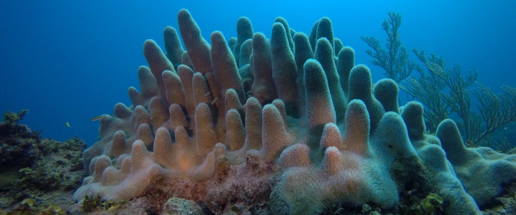 a coral reef in Bayahibe with a large group of corals