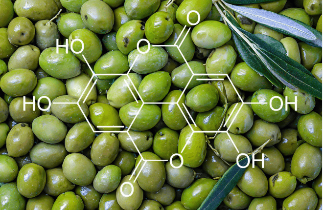 high polyphenol olive oils 