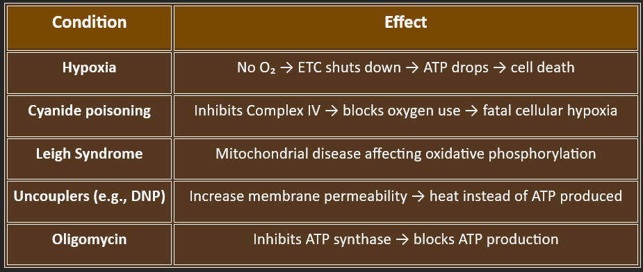 clinical significance oxidative phosphorylation