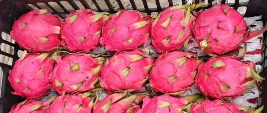 how to tell if dragon fruit is ripe