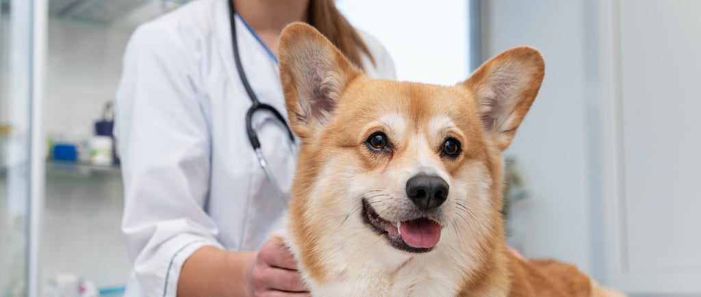 Clínica Veterinária para Castração, zona norte de são paulo