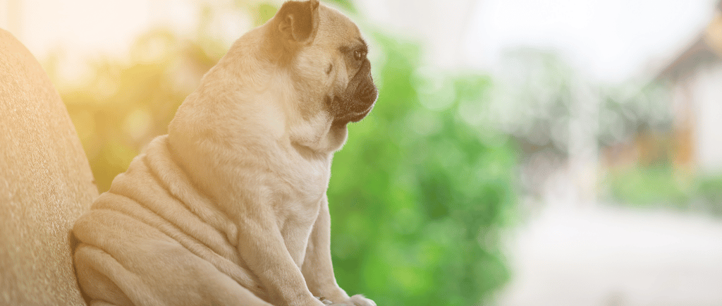ernährungsberatung-für-hunde-soltau