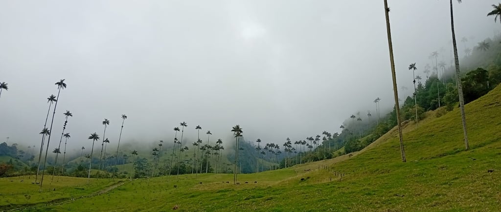Palme della Valle del Cocora