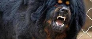Mastim Tibetano
