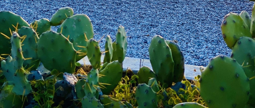 a cactus planter with a sunset in the background