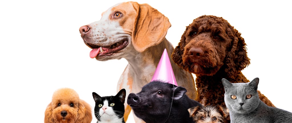 Direito dos Animais DUDA