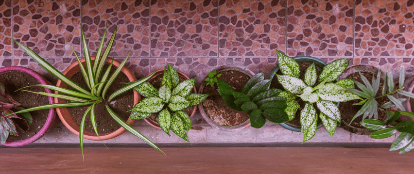 Vasos com plantas variadas alinhados sobre piso de cerâmica em ambiente interno ou varanda.