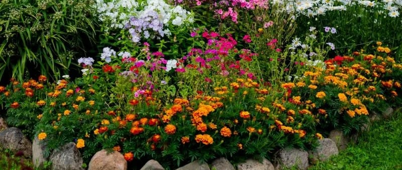a garden with a variety of flowers and plants