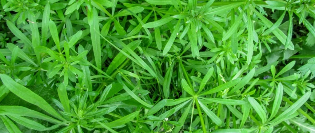 cleavers
