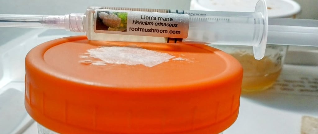 mushroom LC syringe ontop of a no pour agar jar