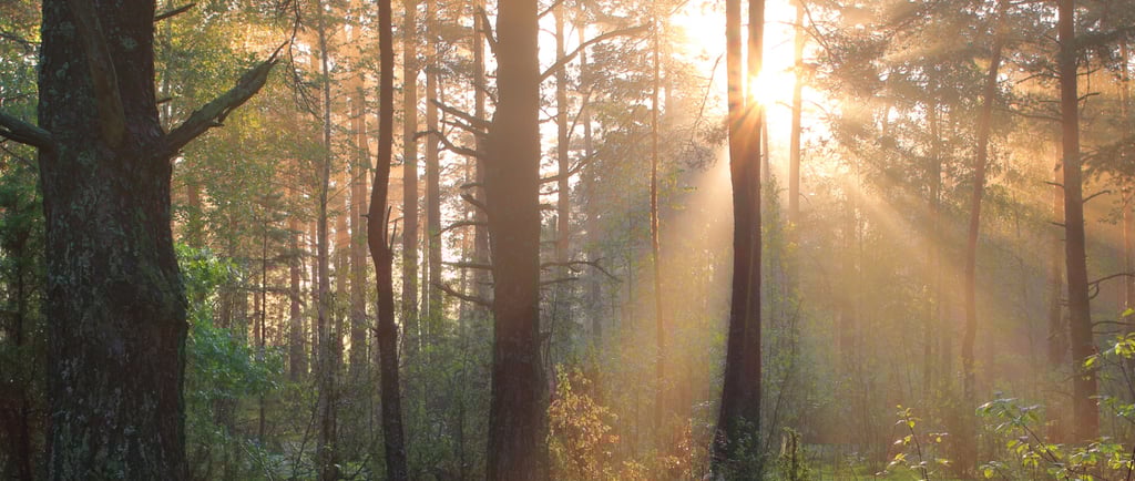 a forest scene with a sunbeamed sun shining through the trees