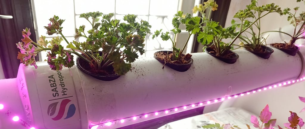 hydroponics in pakistan