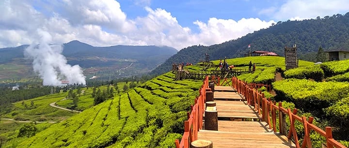 Pemandangan kebun teh hijau dan jembatan kayu ikonik di Wayang Windu Panenjoan Pangalengan, Bandung Selatan dengan latar pegu
