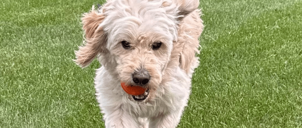 a dog is running through the grass in the yard